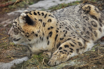 Animals - traditionally (since Aristotle) distinguished category of organisms, currently considered as a biological kingdom. Animals are the main object of study of zoology.