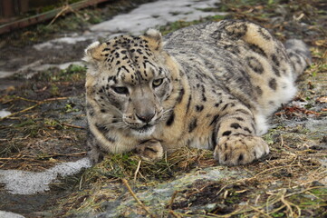 Animals - traditionally (since Aristotle) distinguished category of organisms, currently considered as a biological kingdom. Animals are the main object of study of zoology.