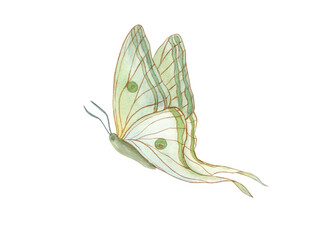 Flying white green butterfly. Abstract watercolor tropical insect. Golden outline. Fantasy object in Art Nouveau style. Hand drawn illustration. Decorative elements for art deco design.