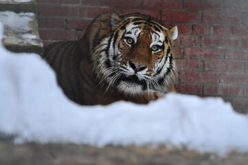 Animals - traditionally (since Aristotle) distinguished category of organisms, currently considered as a biological kingdom. Animals are the main object of study of zoology.