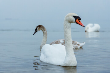 Swans on the Baltic Sea. Sopot, Poland.