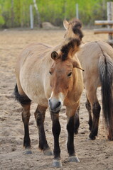 Animals - traditionally (since Aristotle) distinguished category of organisms, currently considered as a biological kingdom. Animals are the main object of study of zoology.