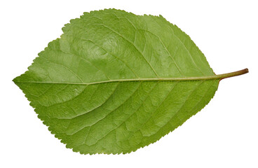 Fototapeta premium Green cherry leaf on white isolated background