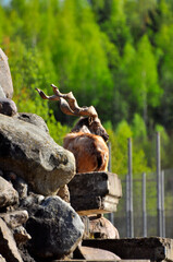 Animals - traditionally (since Aristotle) distinguished category of organisms, currently considered as a biological kingdom. Animals are the main object of study of zoology.