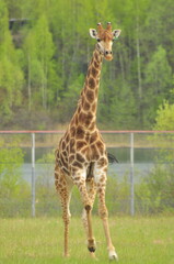 Animals - traditionally (since Aristotle) distinguished category of organisms, currently considered as a biological kingdom. Animals are the main object of study of zoology.