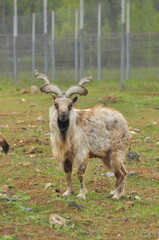 Animals - traditionally (since Aristotle) distinguished category of organisms, currently considered as a biological kingdom. Animals are the main object of study of zoology.