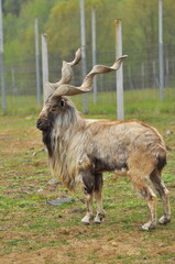Animals - traditionally (since Aristotle) distinguished category of organisms, currently considered as a biological kingdom. Animals are the main object of study of zoology.