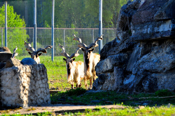 Animals - traditionally (since Aristotle) distinguished category of organisms, currently considered as a biological kingdom. Animals are the main object of study of zoology.