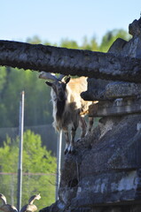 Animals - traditionally (since Aristotle) distinguished category of organisms, currently considered as a biological kingdom. Animals are the main object of study of zoology.