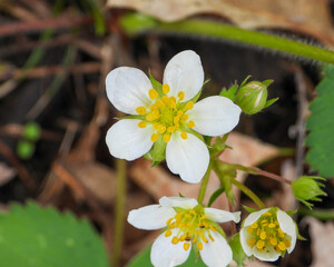 Obraz premium Fragaria virginiana (Wild Strawberry) Native North American Wildflower