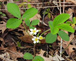 Fragaria virginiana (Wild Strawberry) Native North American  Wildflower