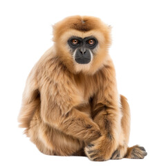 Obraz premium A solitary brown gibbon sitting in front of a plain Png background, a Beaver Isolated on a whitePNG Background