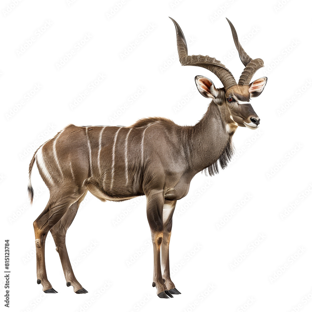 Wall mural a male kudu stands gracefully in front of a plain png background, a greater kudu isolated on transpa