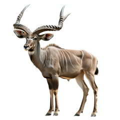Fototapeta premium A greater kudu, a type of large antelope, stands majestically on a plain Png background, a greater kudu isolated on transparent background