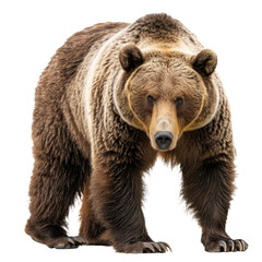 Fototapeta premium A grizzly bear standing in front of a plain Png background, a grizzly bear isolated on transparent background