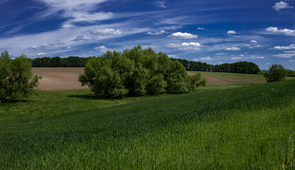 Wide panorama of landscape fields of Ukraine.Field, dirt road along the field.Green, spring fields of Ukraine.
