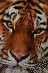 Animals - traditionally (since Aristotle) distinguished category of organisms, currently considered as a biological kingdom. Animals are the main object of study of zoology.