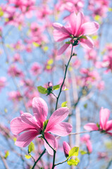 Magnolia flower with pink petals blooming in spring fabulous garden, mysterious fairy tale...