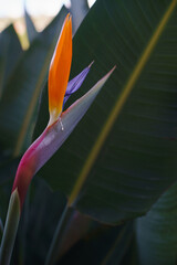 bird of paradise flower