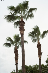 palm tree on Portugal