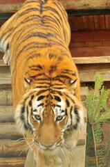 Animals - traditionally (since Aristotle) distinguished category of organisms, currently considered as a biological kingdom. Animals are the main object of study of zoology.