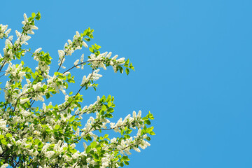 A tree with white flowers is in the foreground of a blue sky. The sky is clear and bright, and the tree is full of blossoms. Concept of freshness and new beginnings