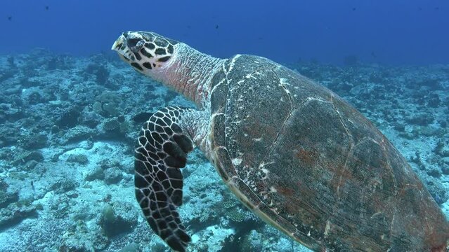 Nature underwater - Sea turtle swimming near the camera
