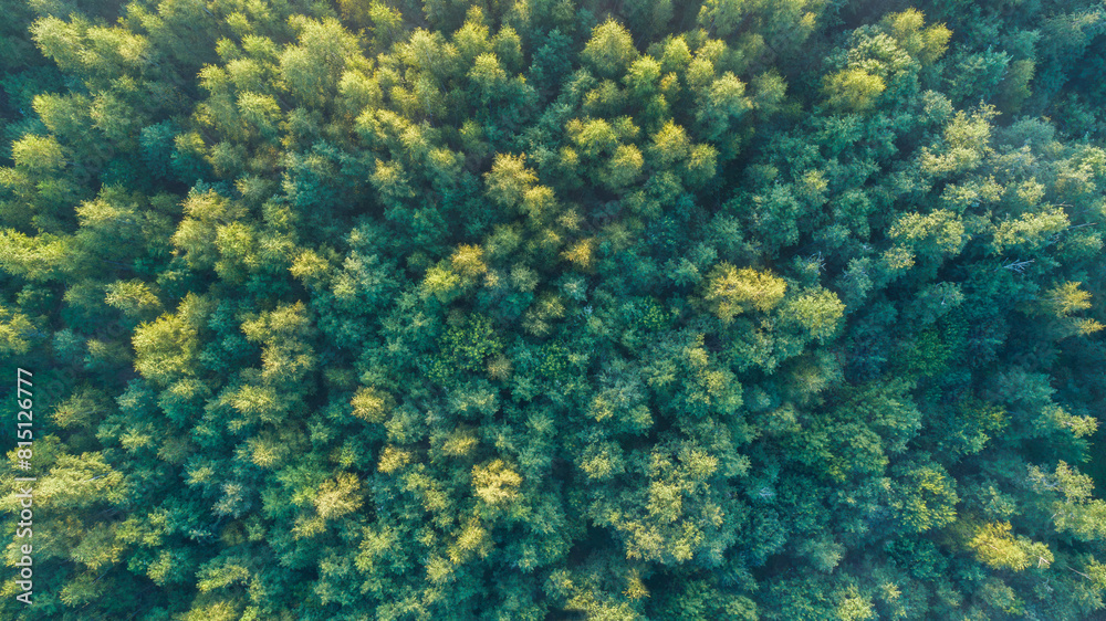 Poster a aerial view forest with trees of different sizes and colors. concept of peace and tranquility, as 