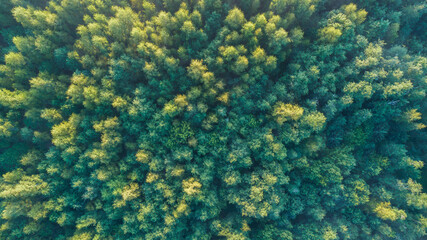 A aerial view forest with trees of different sizes and colors.  Concept of peace and tranquility, as the viewer is surrounded by