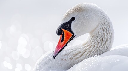 Beautiful white swan on a white background with bokeh