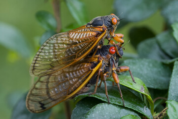 Male and female 17 year periodical cicadas
