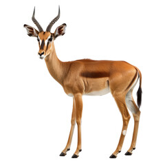 A giraffe standing tall against a plain white backdrop, a Beaver Isolated on a whitePNG Background