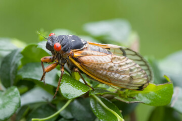 17 year periodical cicada on plant