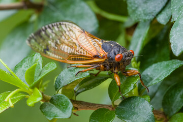 17 year periodical cicada on plant
