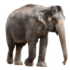 Obraz premium An Indian elephant is walking on a Png background, a indian elephant isolated on transparent background