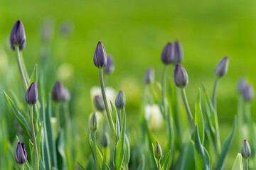 Black tulips starting to bloom in tulip field in garden. Selective focus. Black tulips background. 