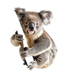 Naklejka premium A koala holding a sign on a Png background, a Beaver Isolated on a whitePNG Background