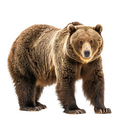 Obraz premium A grizzly bear stands in front of a plain Png background, a Beaver Isolated on a whitePNG Background