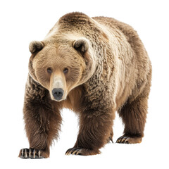 Obraz premium A brown bear walking in front of a Png background, a Beaver Isolated on a whitePNG Background