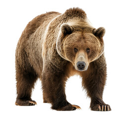 Fototapeta premium A grizzly bear is standing upright on a plain Png background, a Beaver Isolated on a whitePNG Background