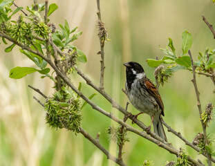 Male reed bunting perched on a branch 