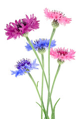Bouquet of colored cornflowers isolated on a white background. Bachelor button flowers.