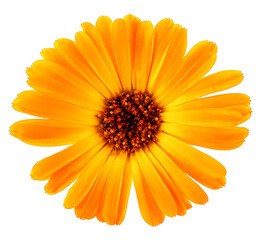Orange flower of calendula isolated on a white background, top view. Marigold - Calendula...