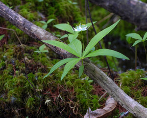 Lysimachia borealis (Starflower) Native North American Woodland Bog Wildflower 