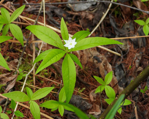 Lysimachia borealis (Starflower) Native North American Woodland Bog Wildflower 