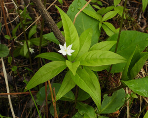 Lysimachia borealis (Starflower) Native North American Woodland Bog Wildflower 