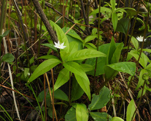 Lysimachia borealis (Starflower) Native North American Woodland Bog Wildflower 
