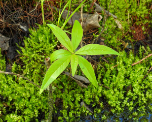 Lysimachia borealis (Starflower) Native North American Woodland Bog Wildflower 
