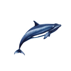 A blue dolphin gracefully swims against a plain white backdrop, a minke whale isolated on transparent background