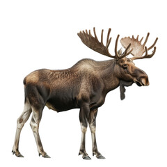 Obraz premium A moose stands confidently on a Png background, a Beaver Isolated on a whitePNG Background